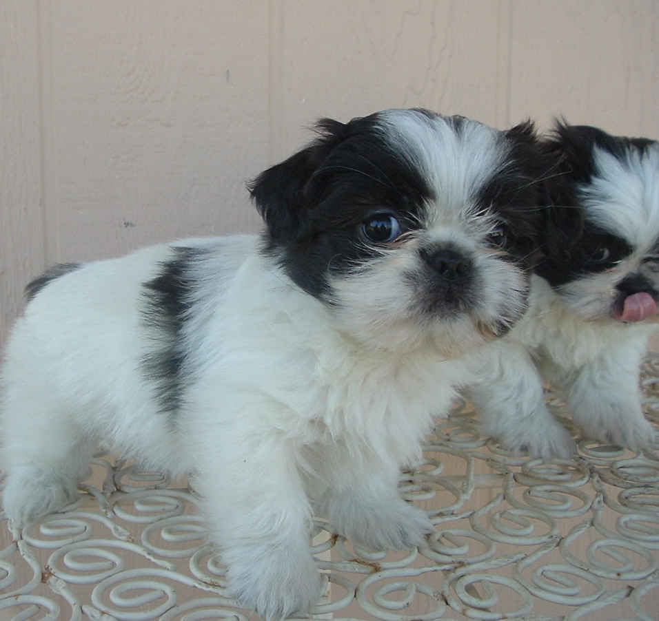 pekingesef.jpg