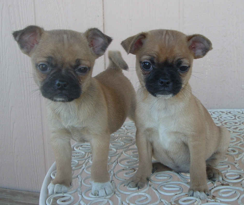 puglets.jpg